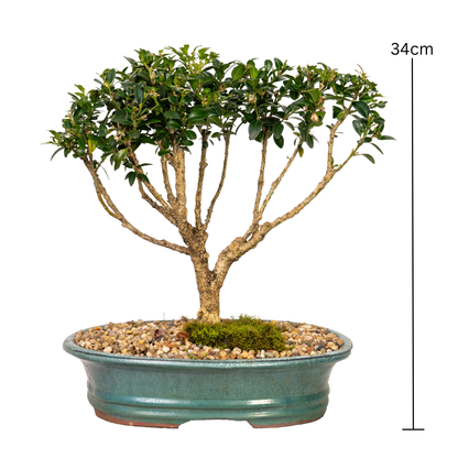 Korean Buxus Bonsai (2003)