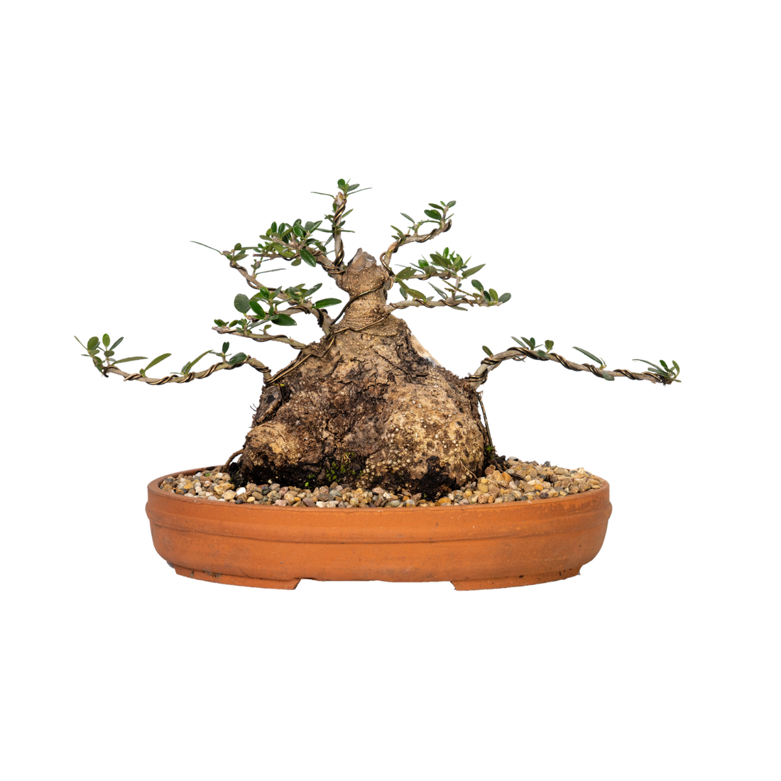 Asian Olive Bonsai (1986)