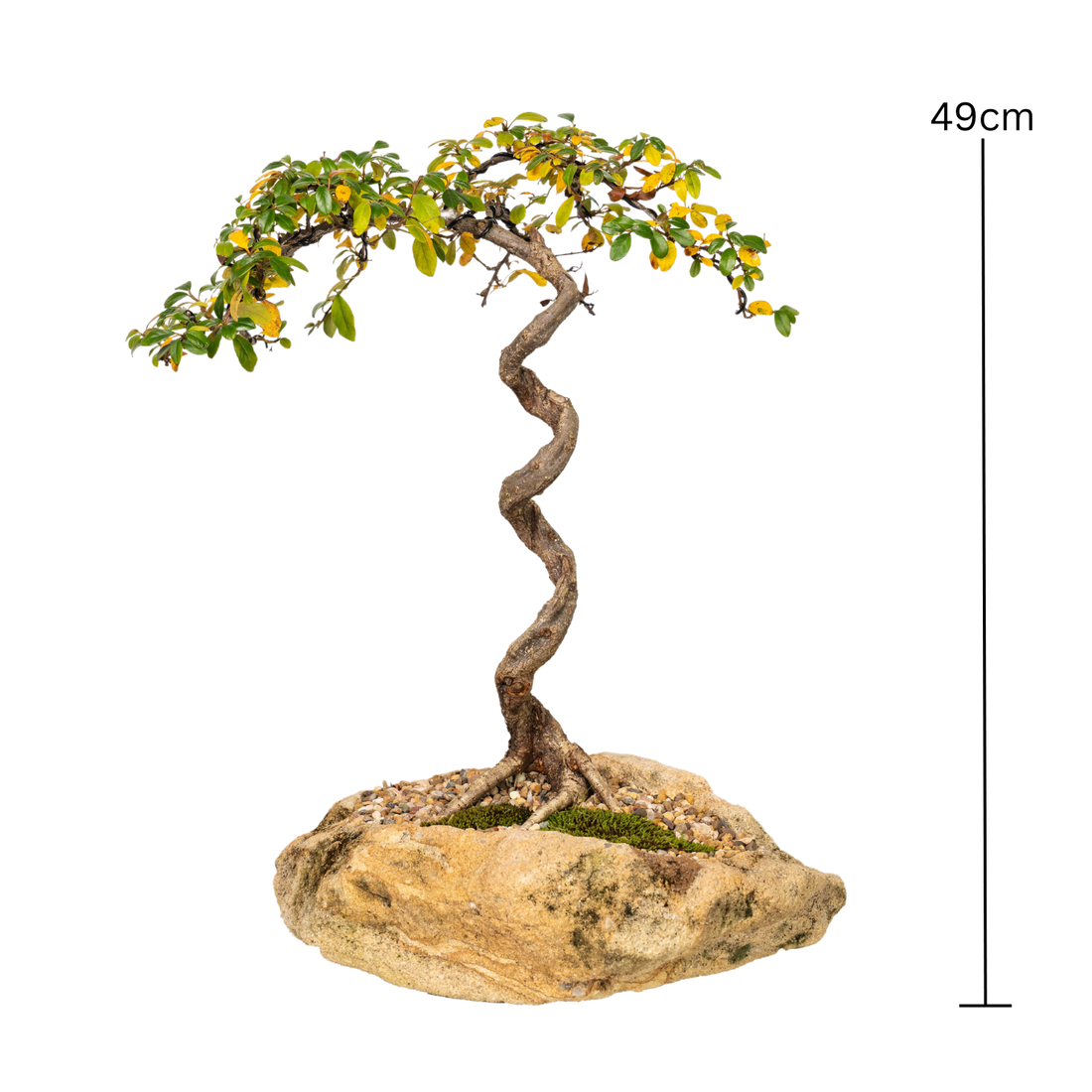 Cotoneaster Bonsai (2000)