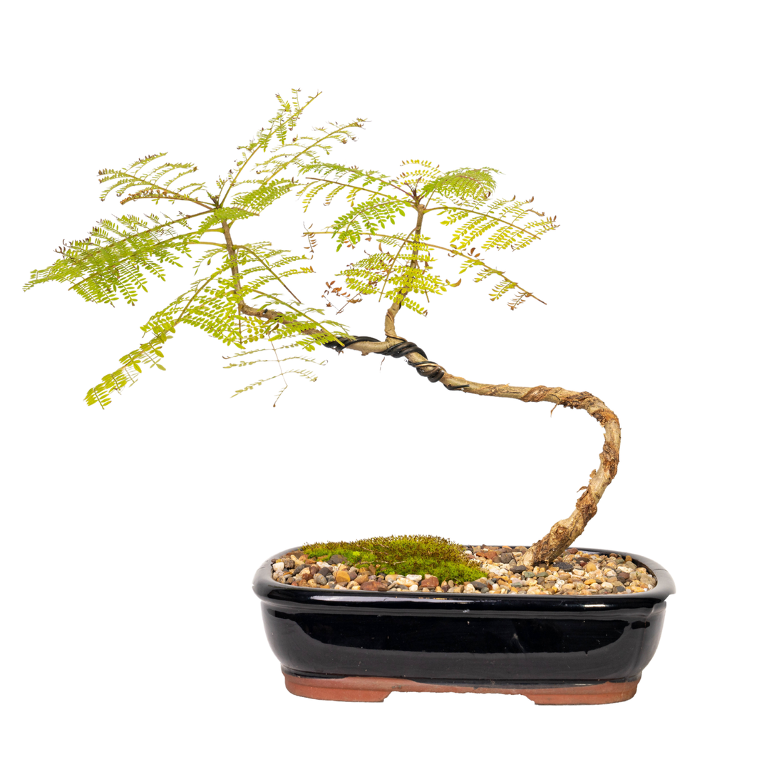 Jacaranda Bonsai (2012)