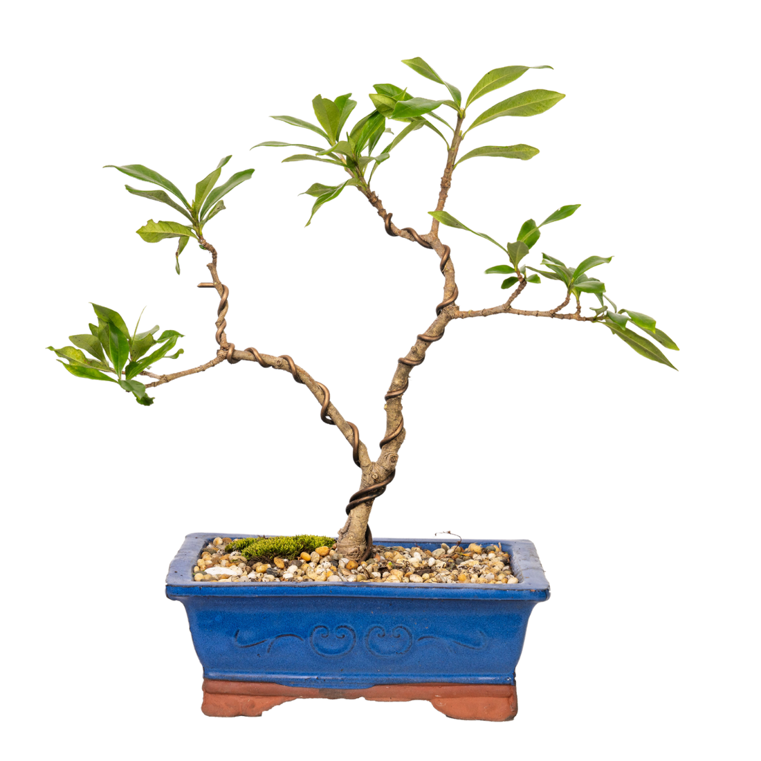 Gardenia Bonsai (2010)