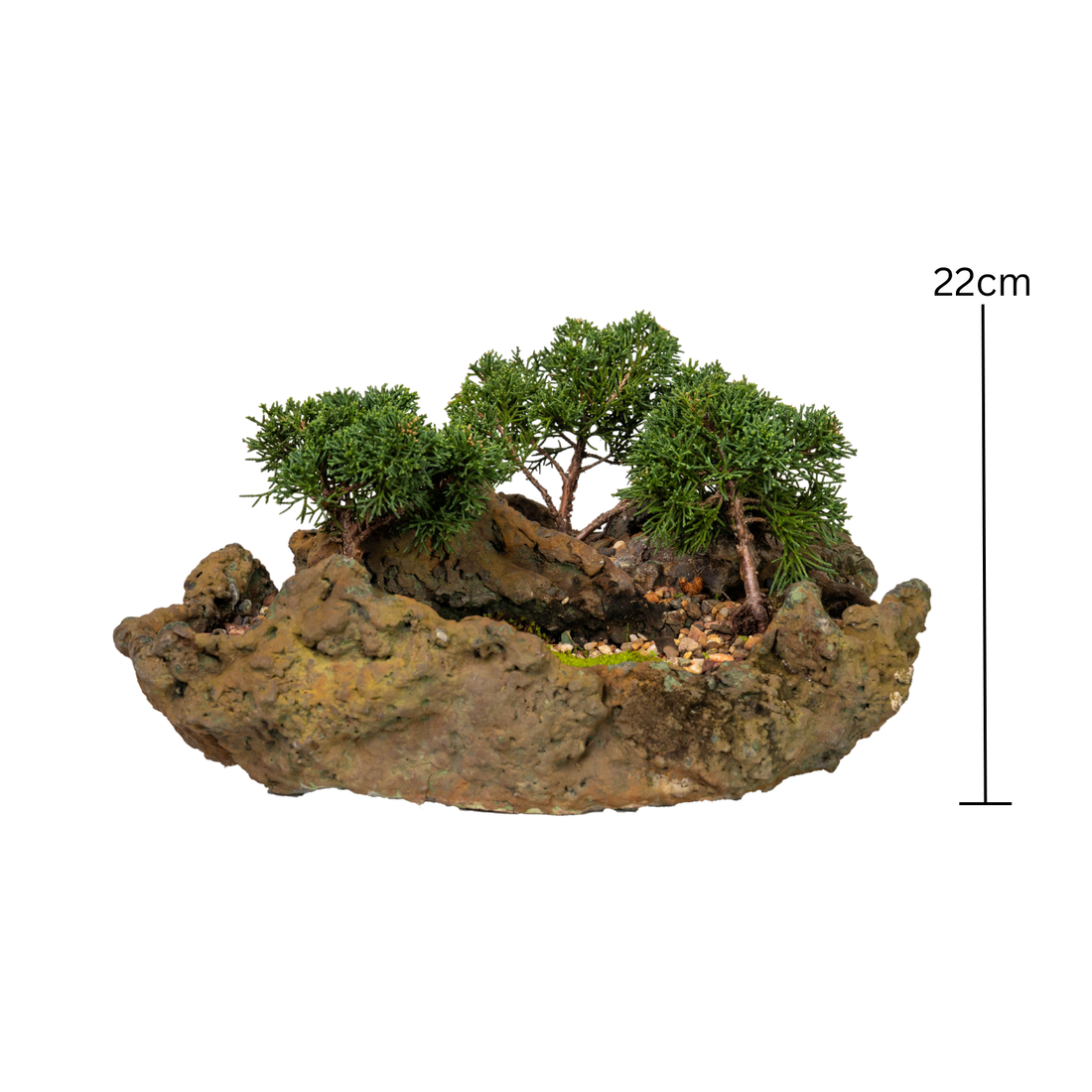 Shimpaku Juniper Bonsai (2016)