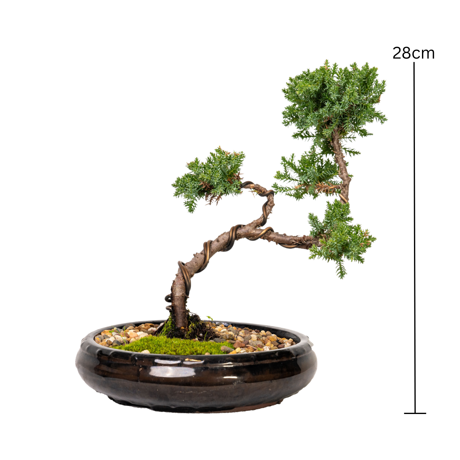 Juniper Bonsai (2014)