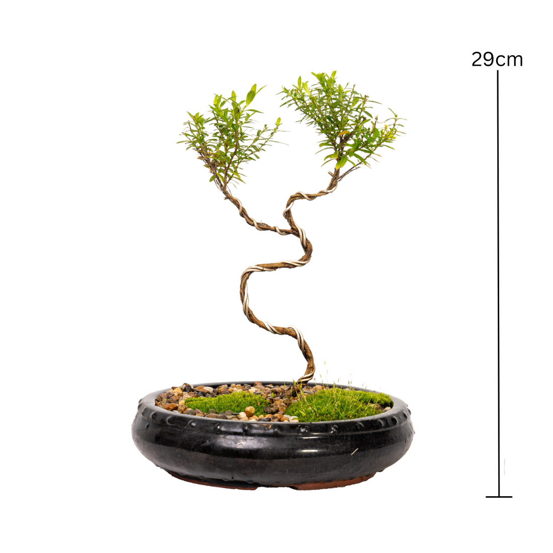 Cuphea Bonsai (2020)