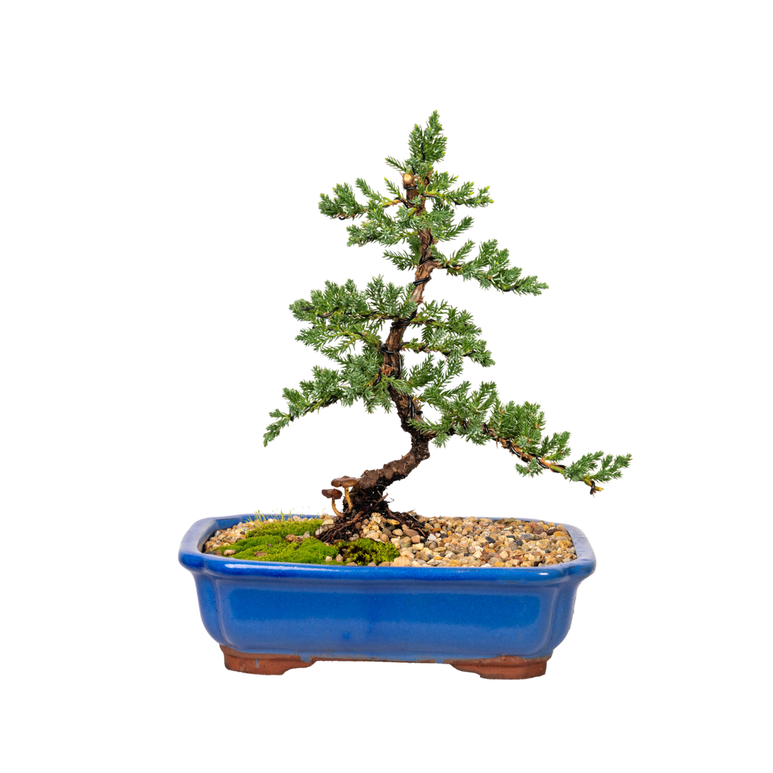 Juniper Bonsai (2011)