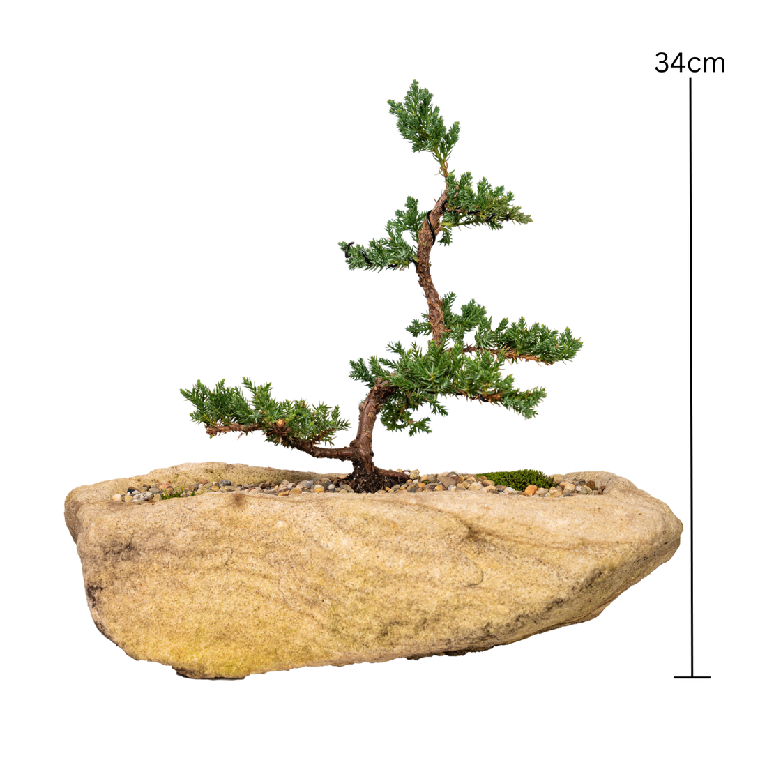 Juniper Bonsai (2011)