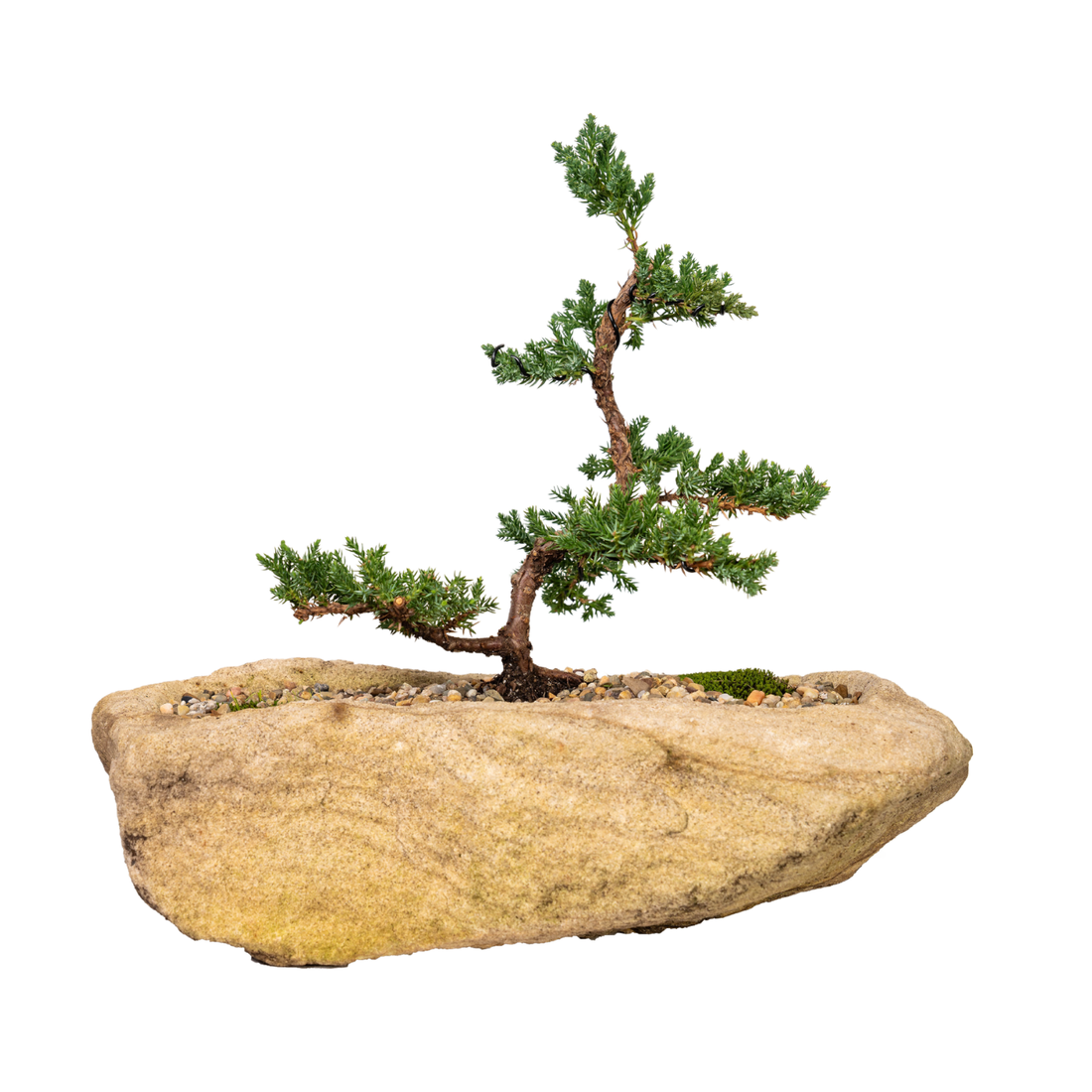 Juniper Bonsai (2011)