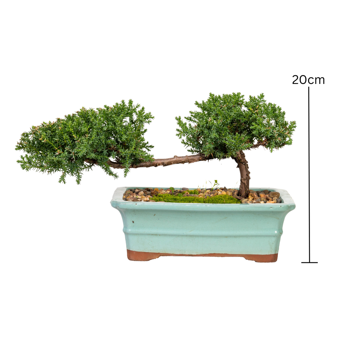 Juniper Bonsai (2015)