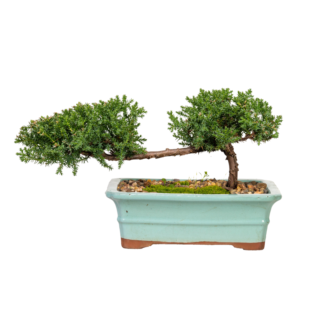 Juniper Bonsai (2015)