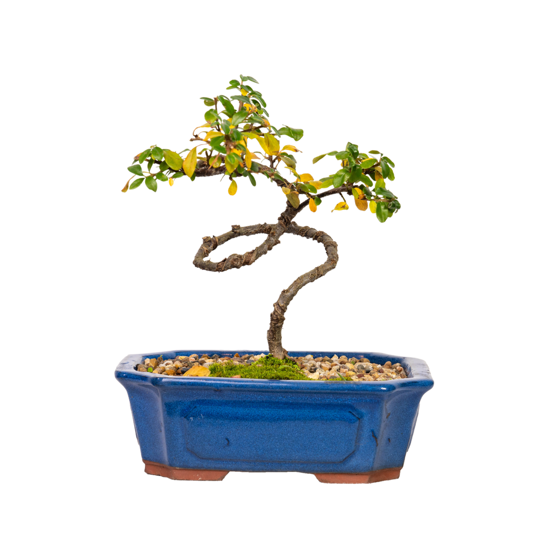 Cotoneaster Bonsai (2015)