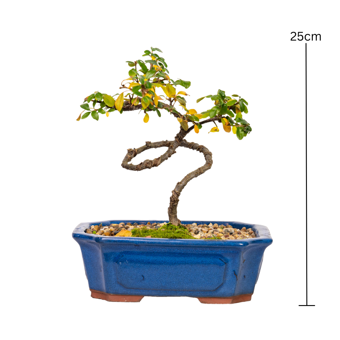 Cotoneaster Bonsai (2015)