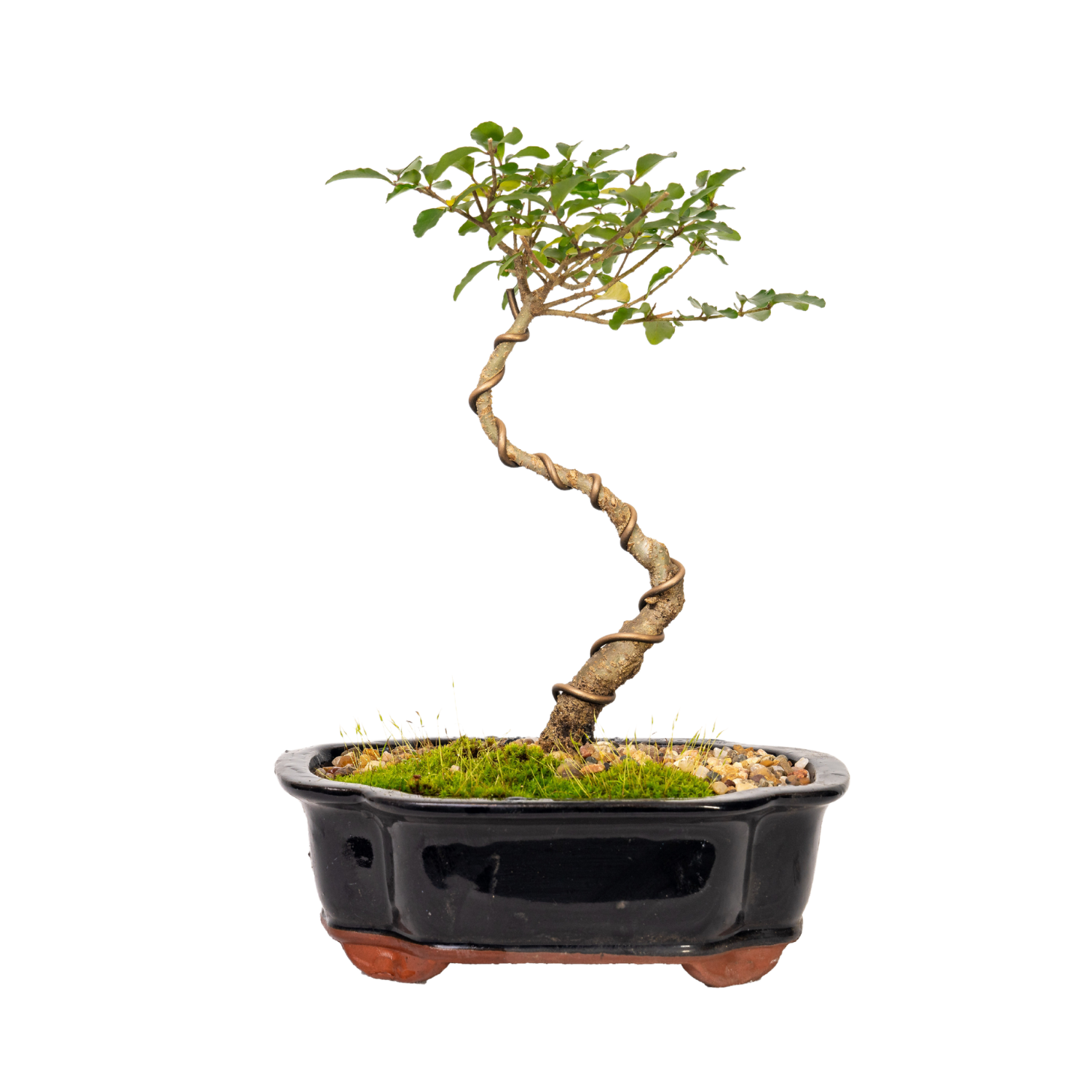 Chinese Ligustrum Bonsai (2012)