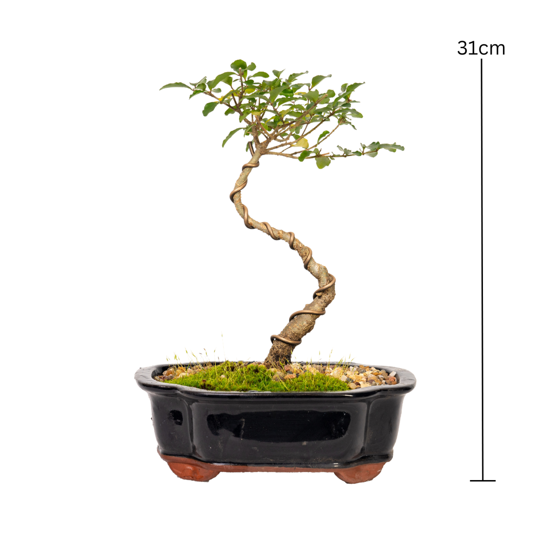 Chinese Ligustrum Bonsai (2012)