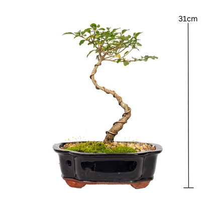 Chinese Ligustrum Bonsai (2012)