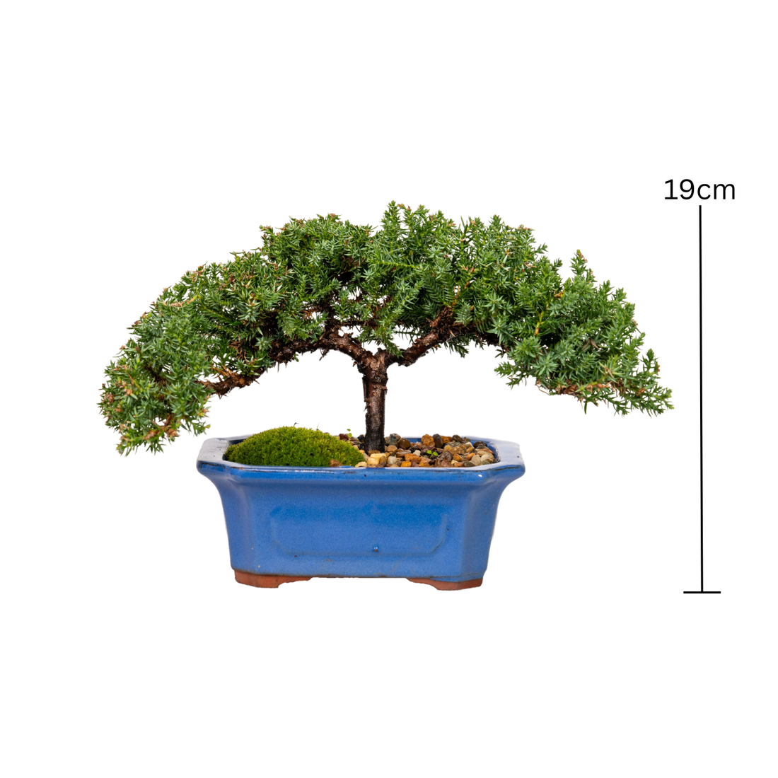 Juniper Bonsai (2015)