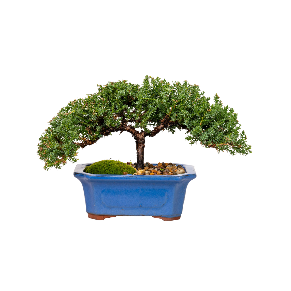 Juniper Bonsai (2015)