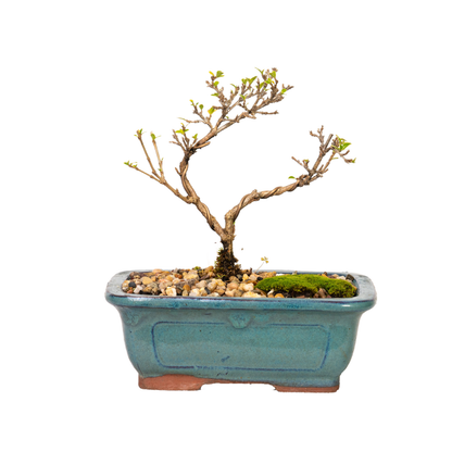 Snow Rose (Serissa) Bonsai (2019)