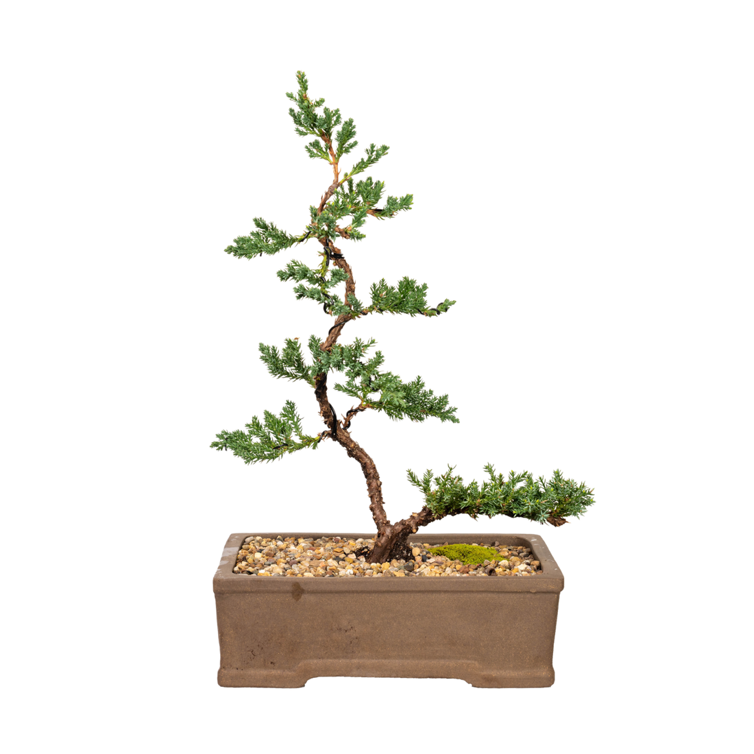 Juniper Bonsai (2011)