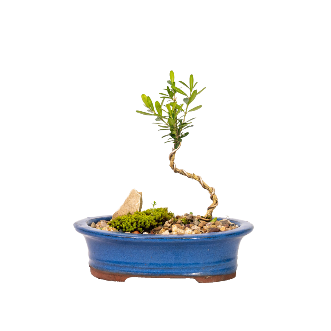 Korean Buxus Bonsai (2020)