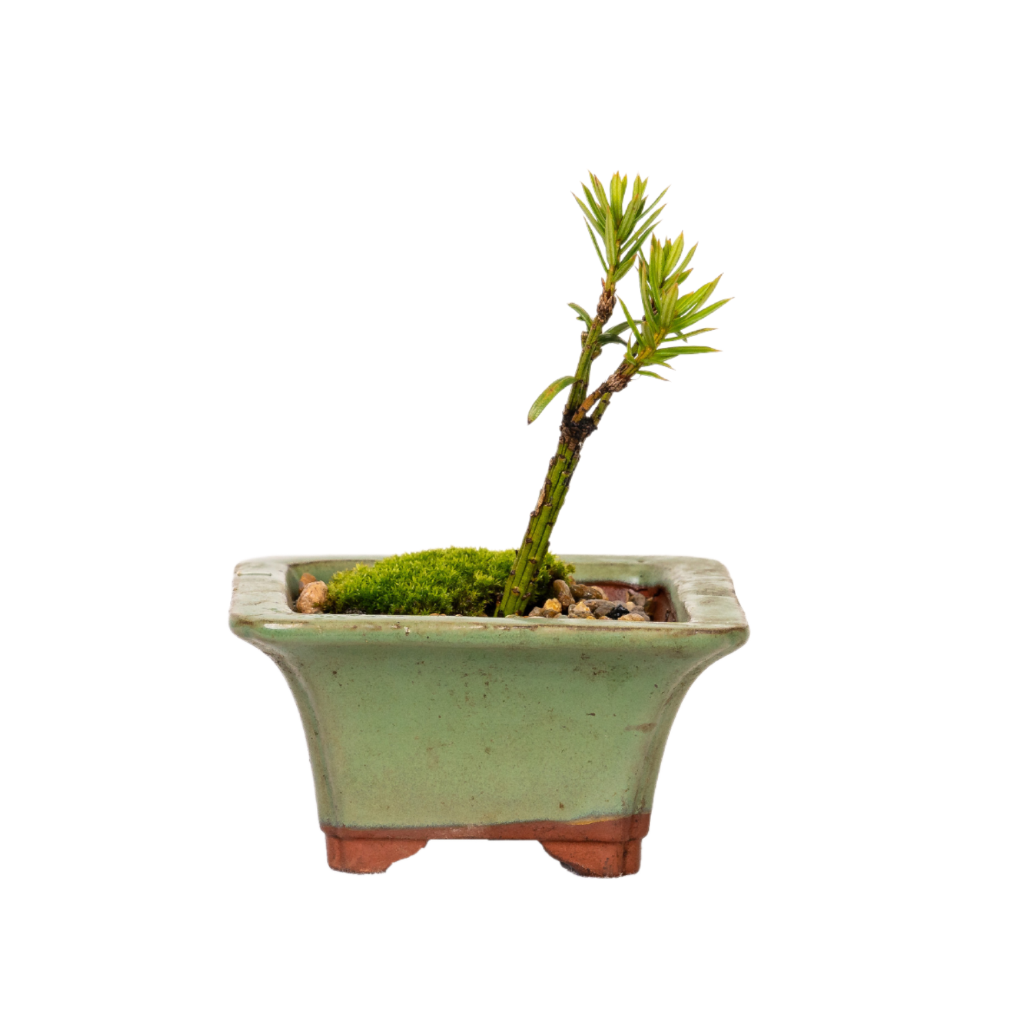 Japanese Yew Bonsai (2019)