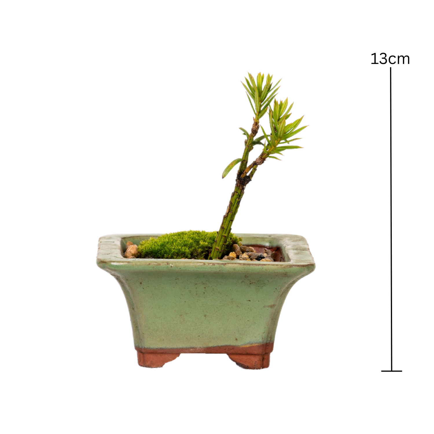 Japanese Yew Bonsai (2019)