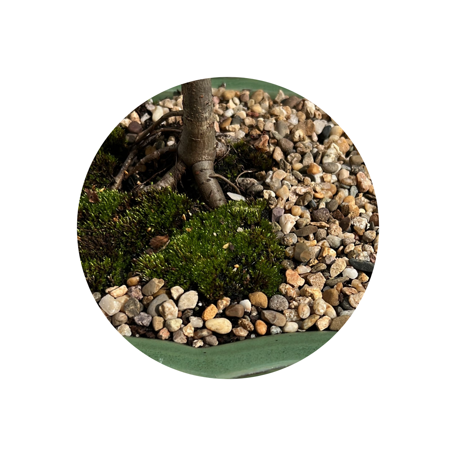 bonsai tree pebbles Bonsai Pot Pebbles – Bonsai at The Bay