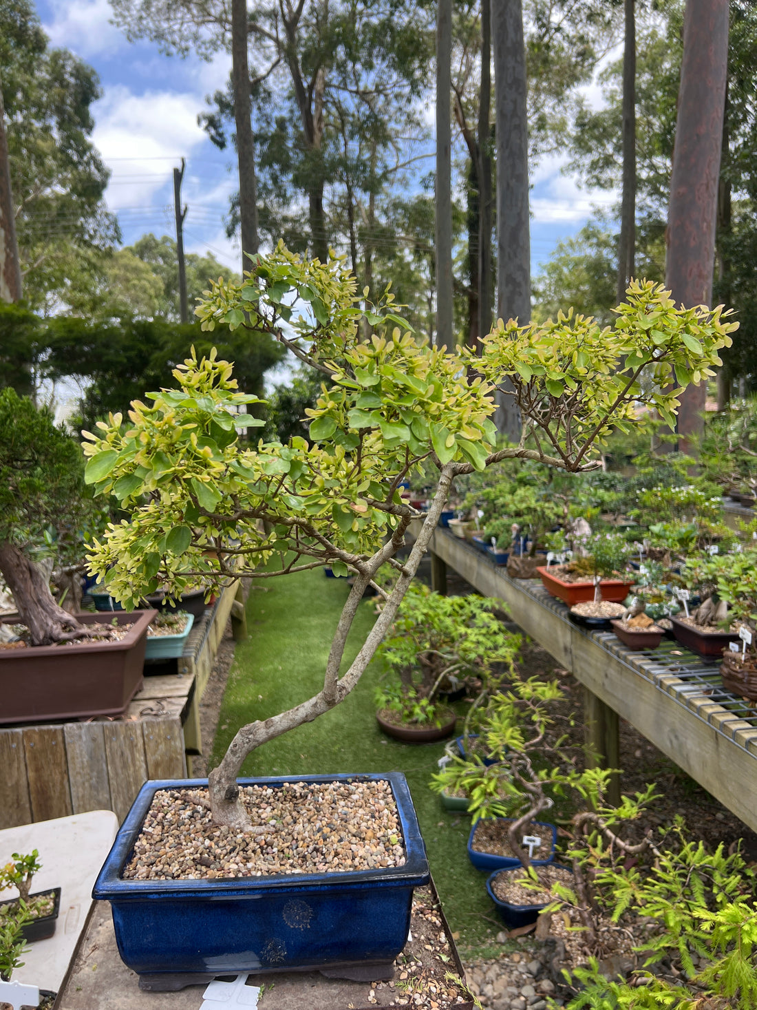 Thai Maple Bonsai (2002)