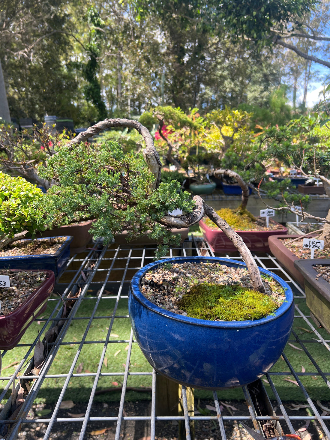 Juniper Bonsai (1996)