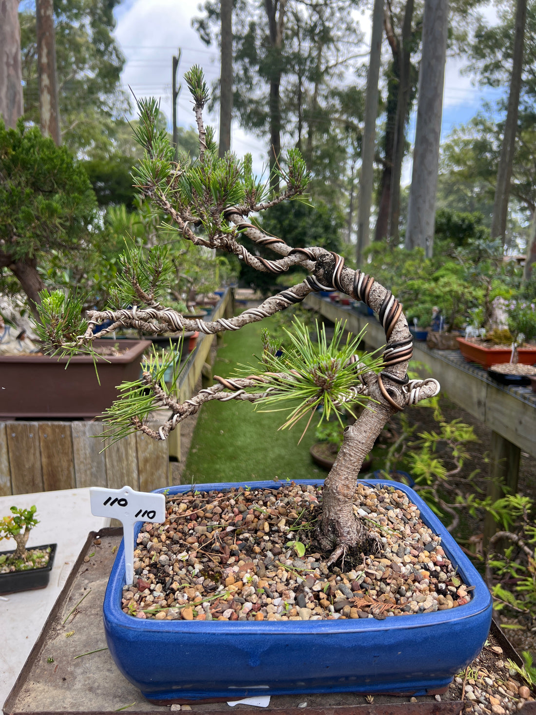 Japanese Pine Bonsai (2006)
