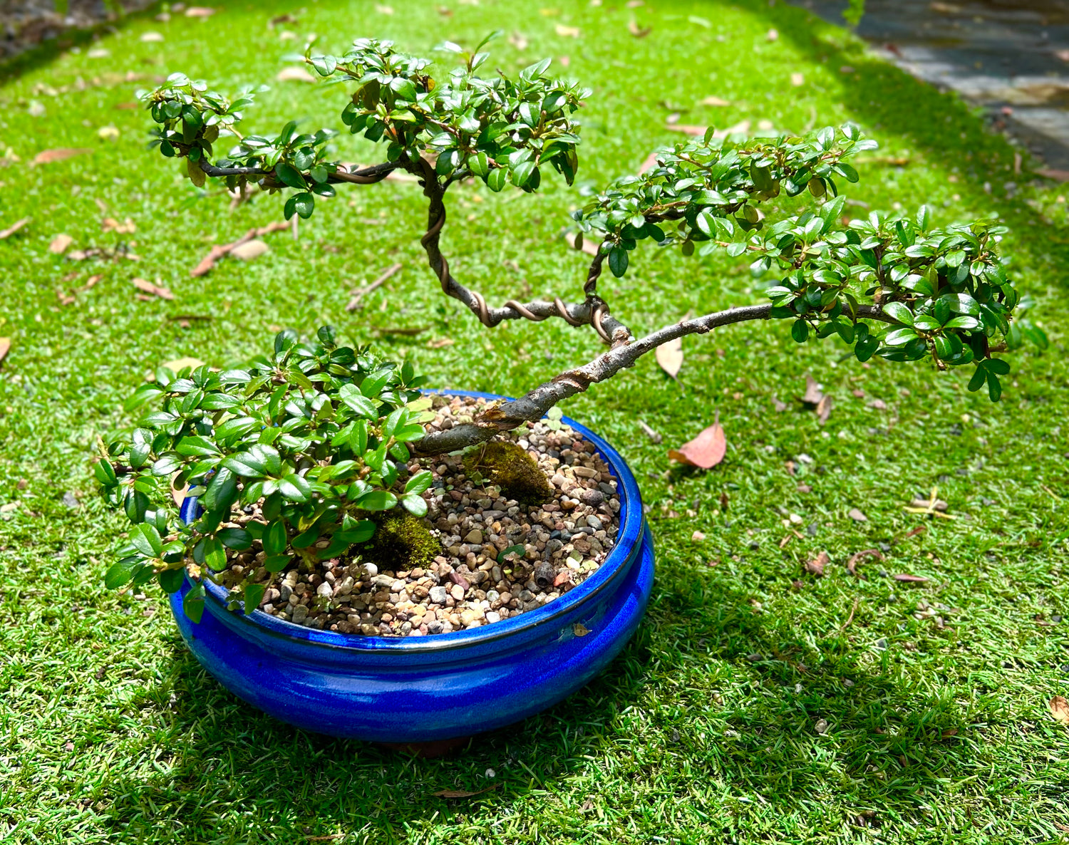 Cotoneaster Cuphea Bonsai (2014)