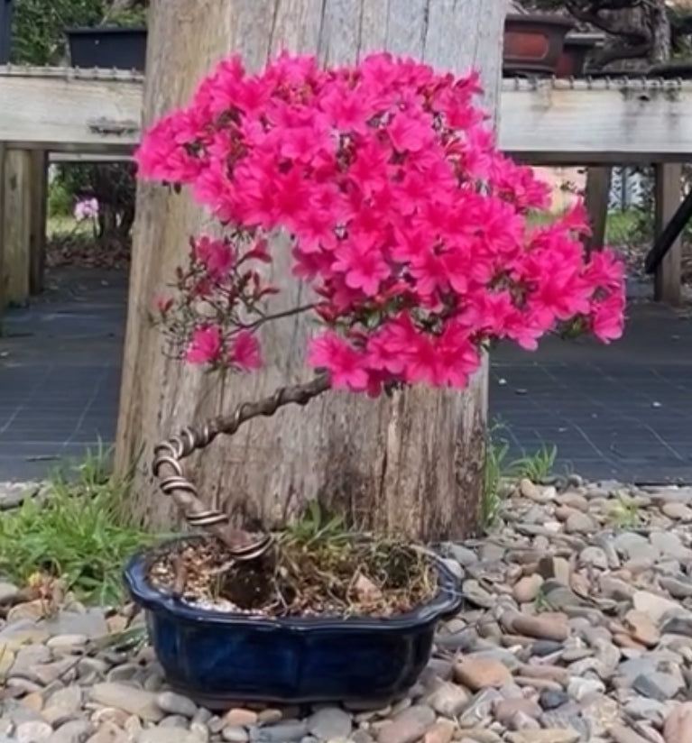Azalea Bonsai (2006)