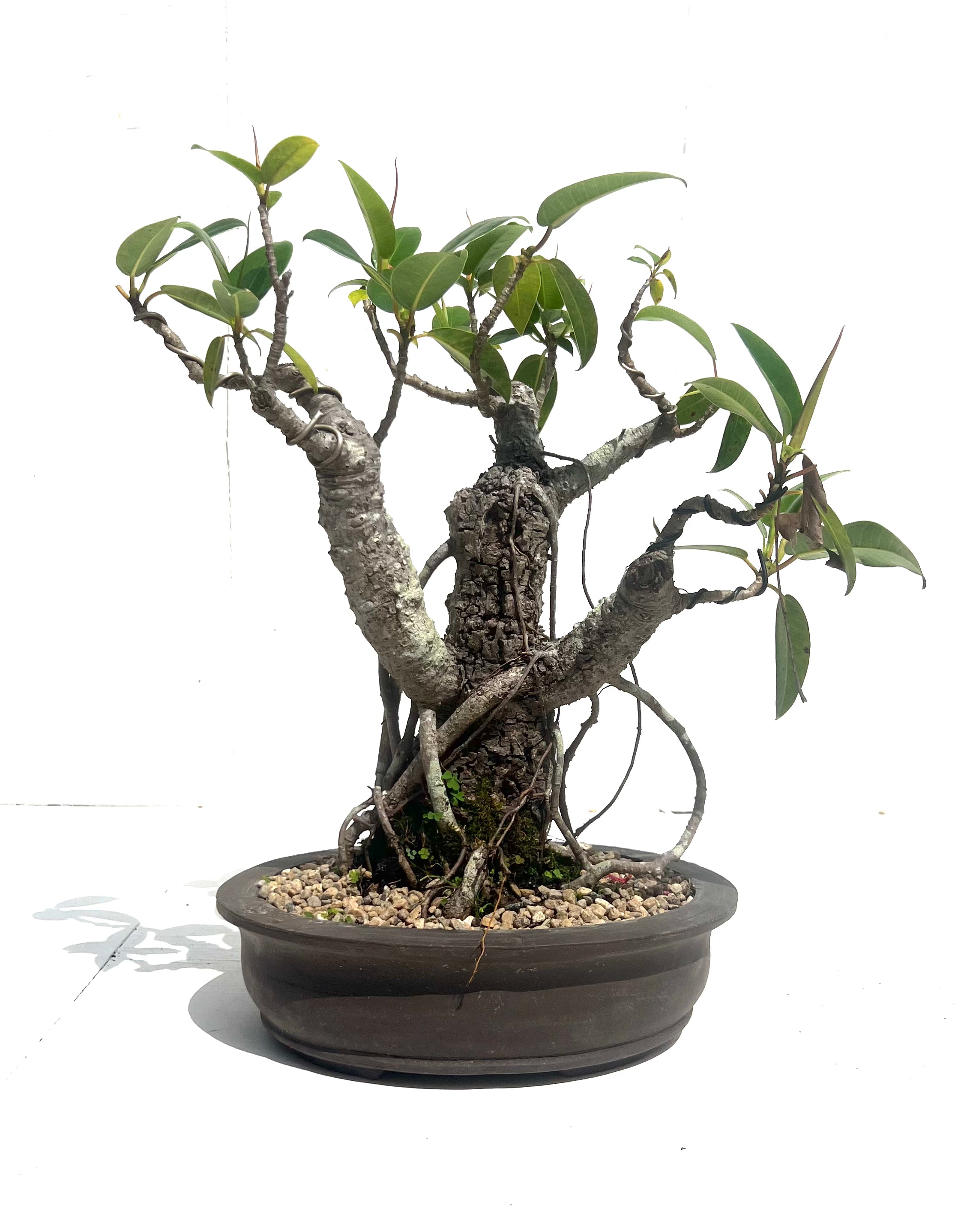 Port Jackson Fig Bonsai (1977)