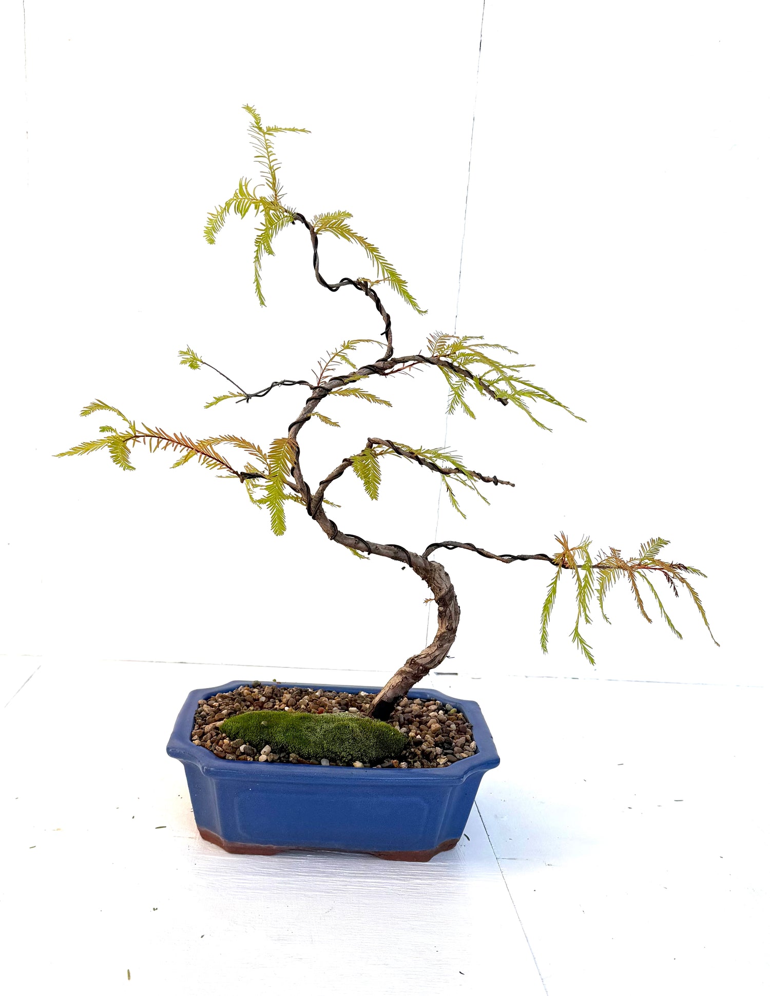 Swamp Cypress Bonsai (2009)