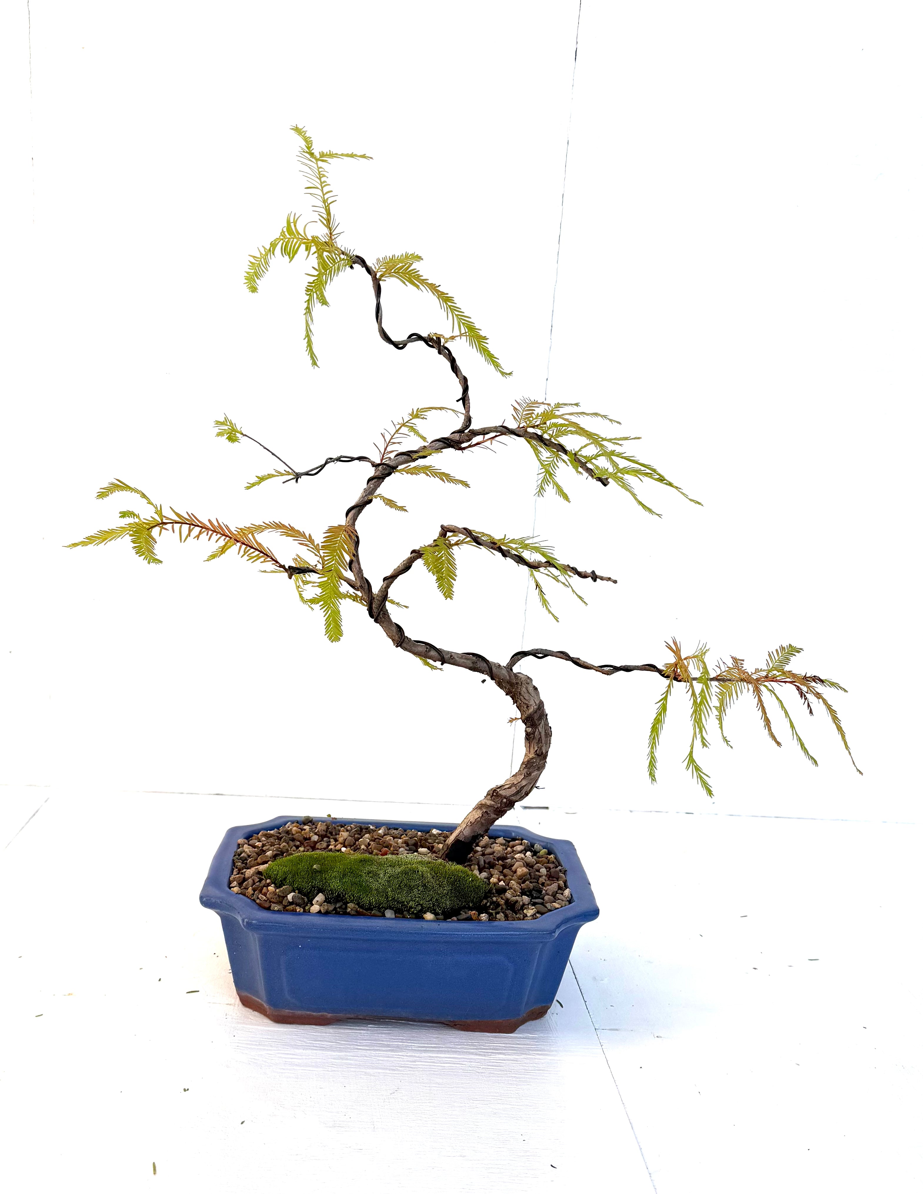 Swamp Cypress Bonsai (2009)