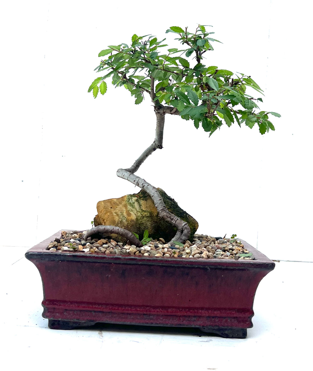Chinese Elm Bonsai (2014)