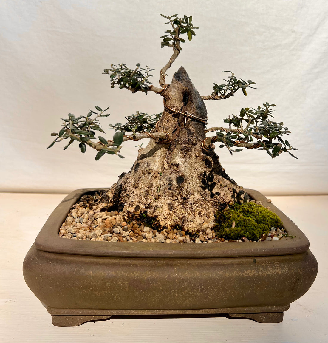 Asian Olive Bonsai (1994)