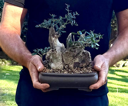 Olive Bonsai (1989)