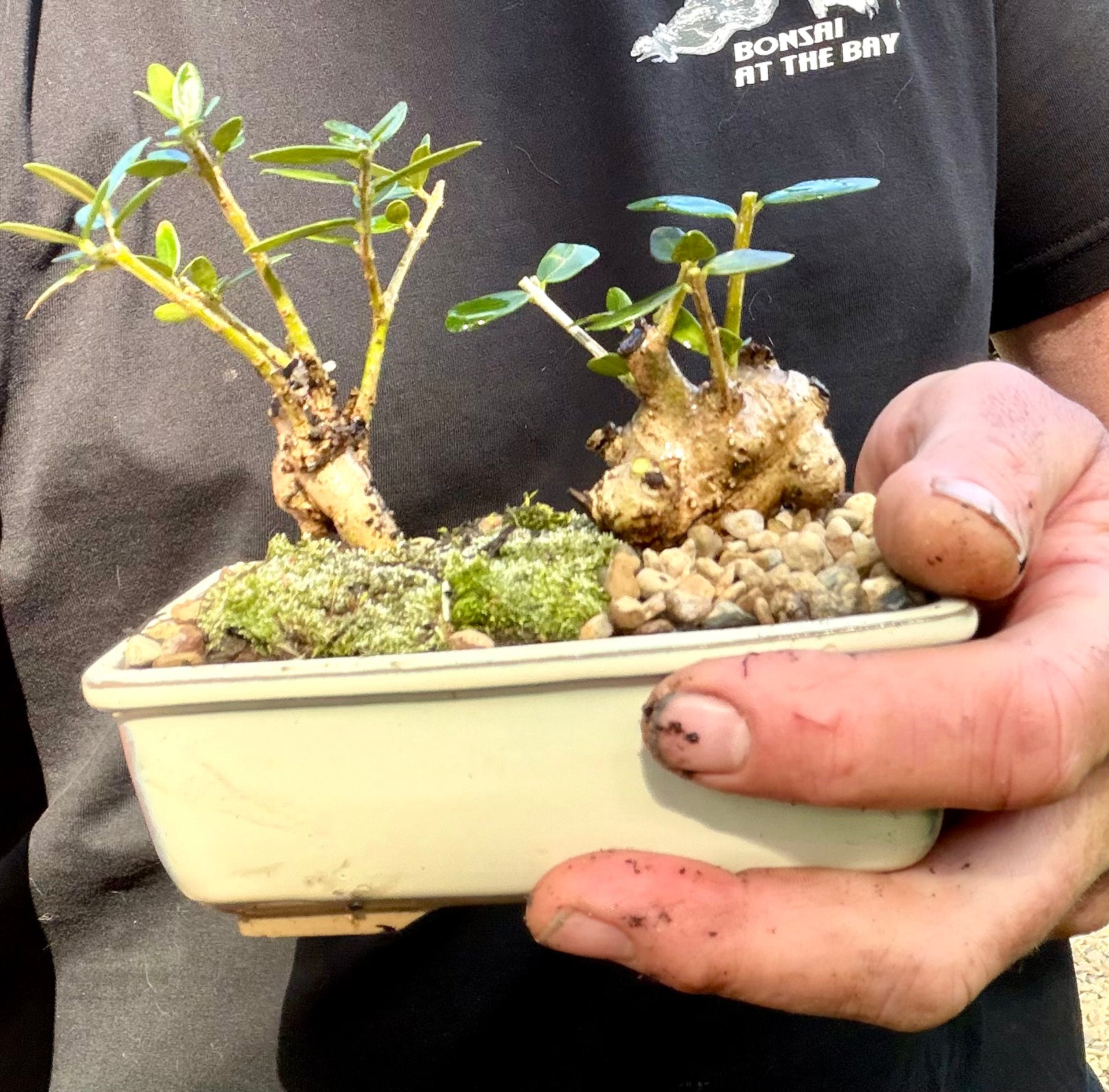 Olive Bonsai (2021)