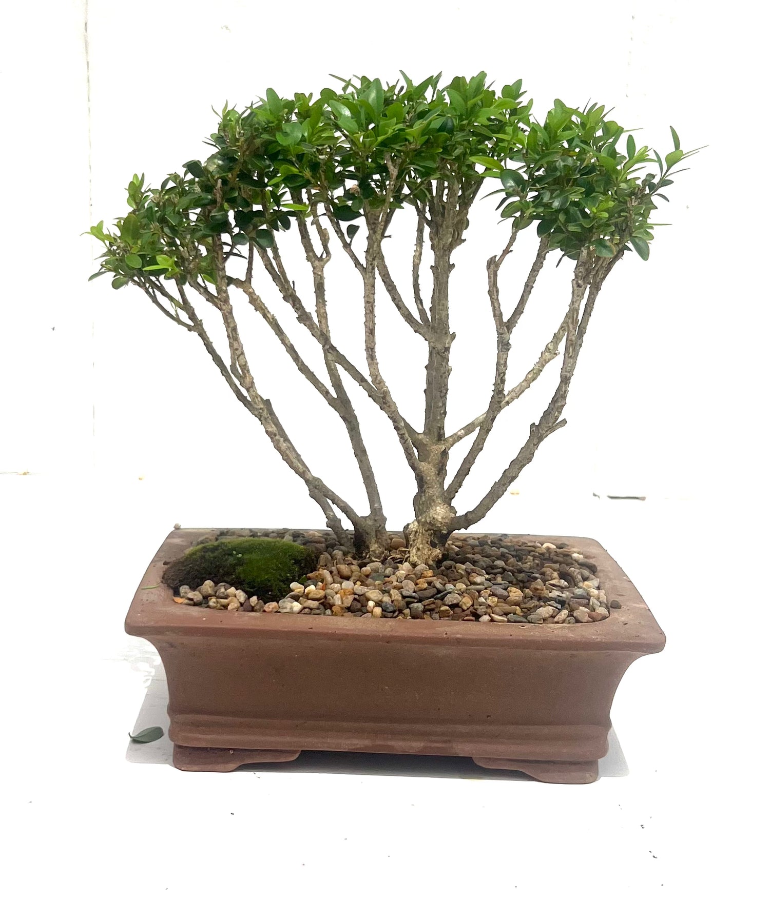 Korean Buxus Bonsai (2009)