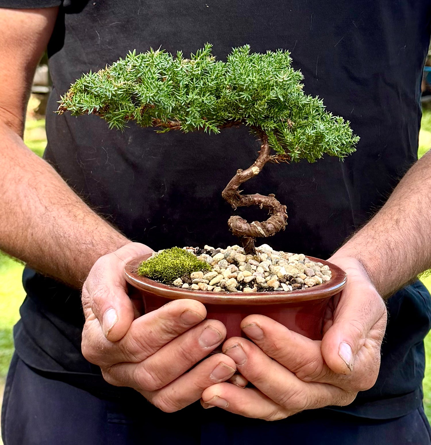 Juniper Bonsai (2019)