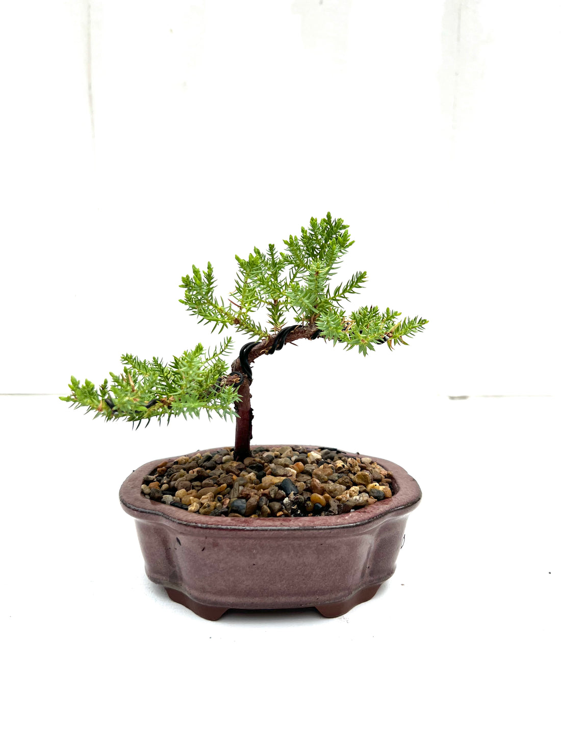 Juniper Bonsai (2019)