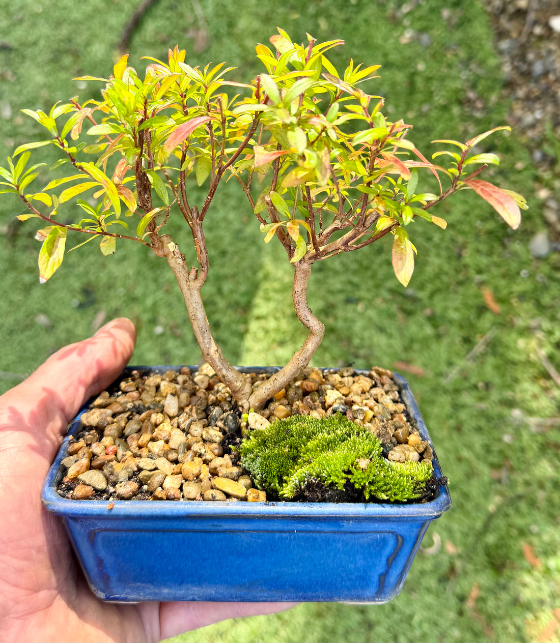 Cuphea Bonsai (2019)