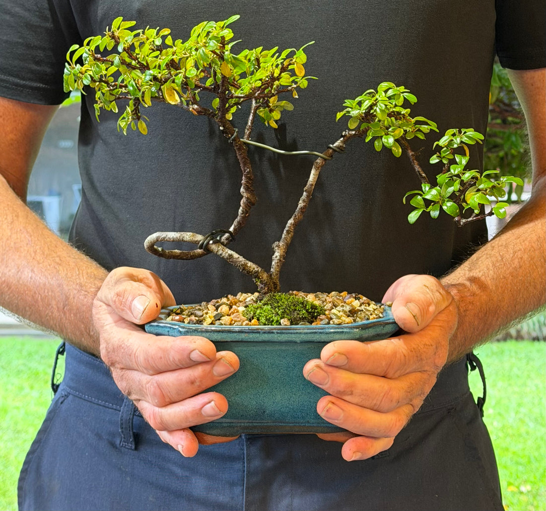 Japanese Rockspray Bonsai (2015)