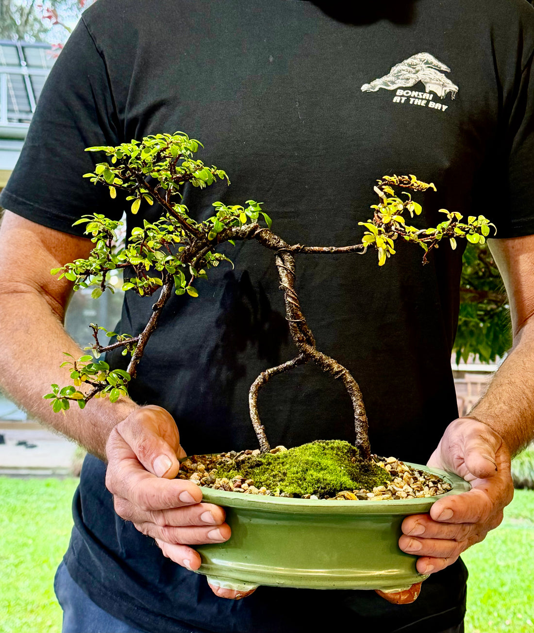 Japanese Rockspray Bonsai (2013)