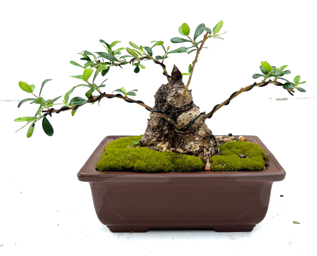 Asian Olive Bonsai (2008)