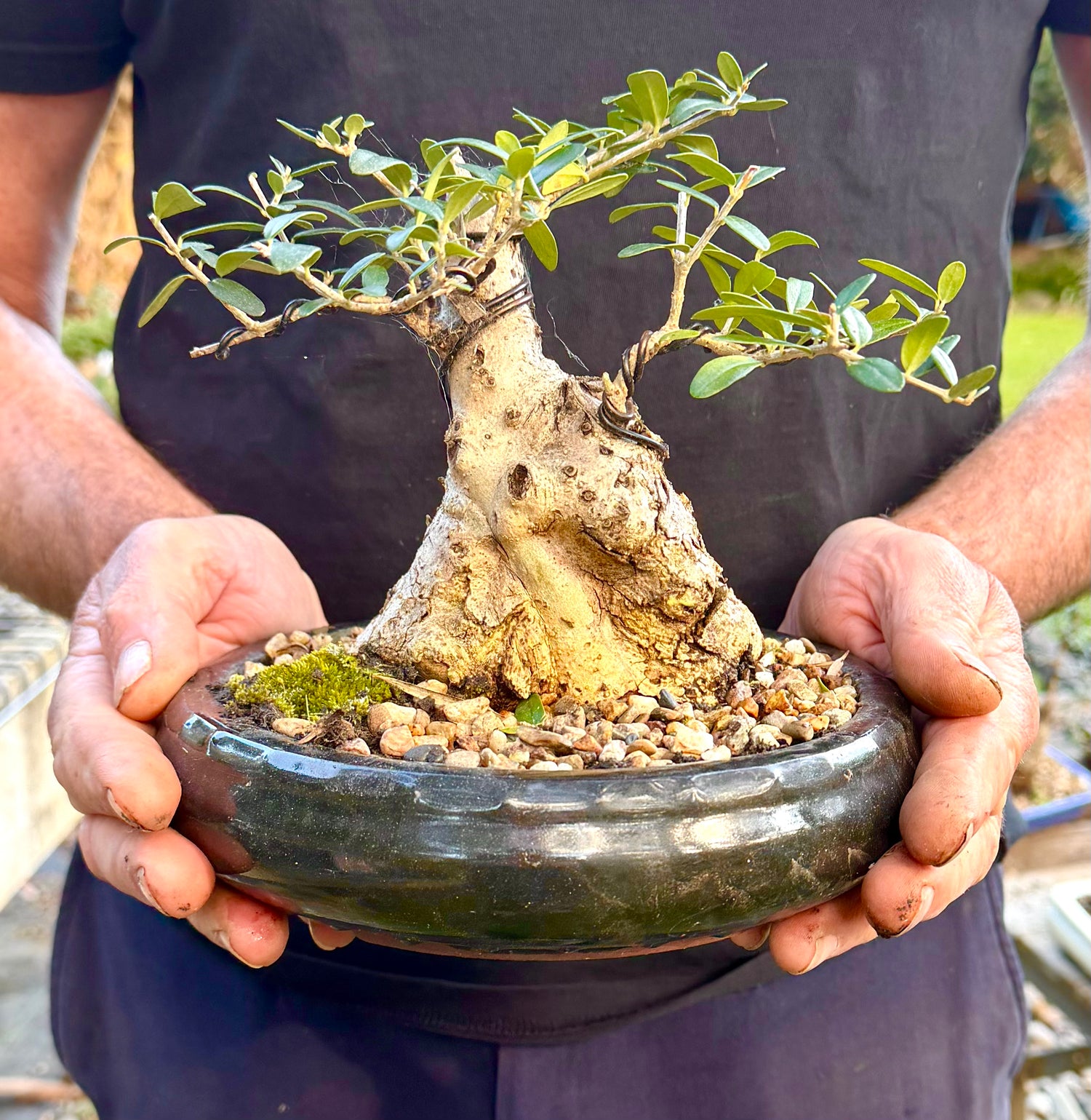 Olive Bonsai (1998)