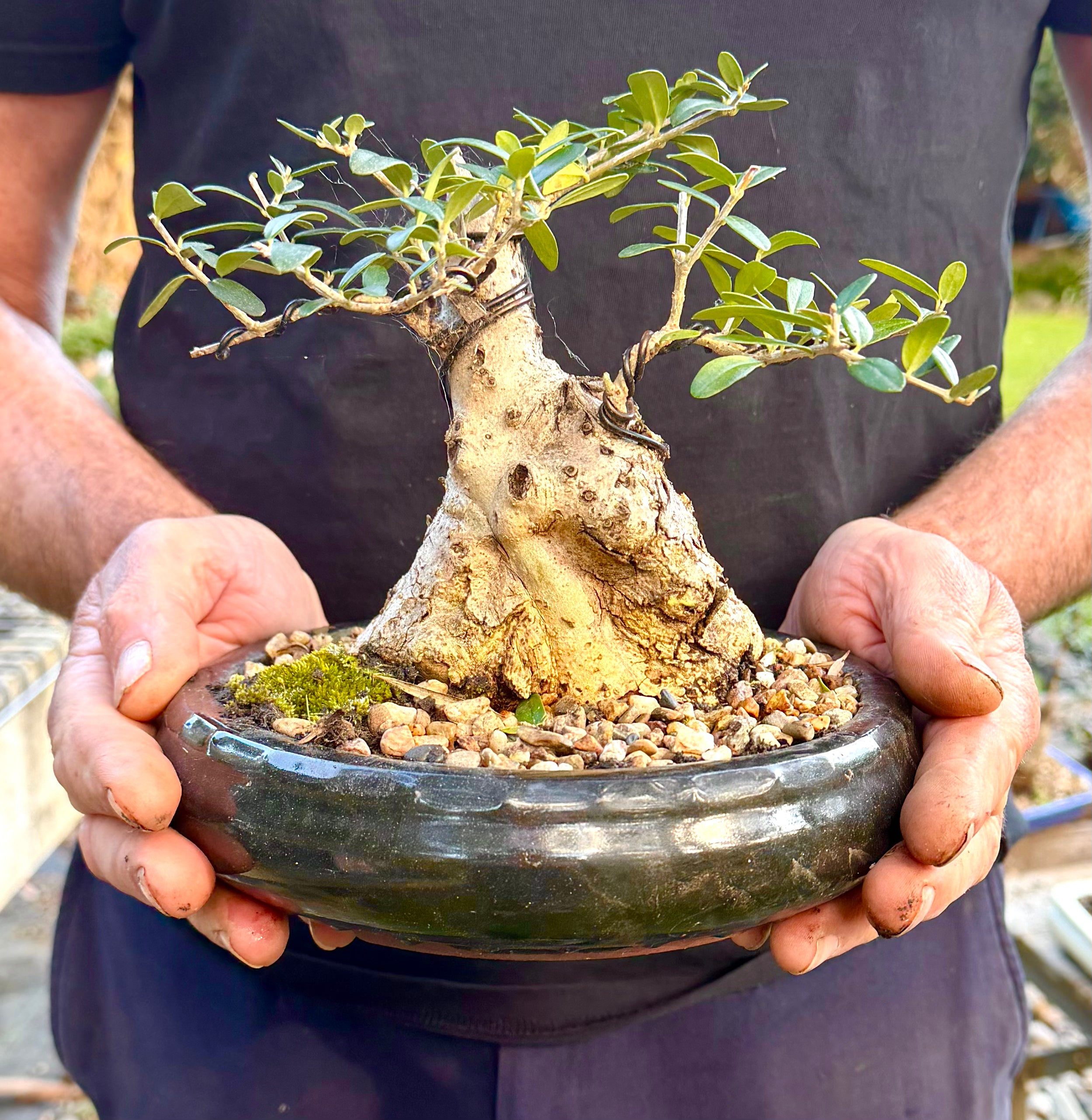 Olive Bonsai (1998)