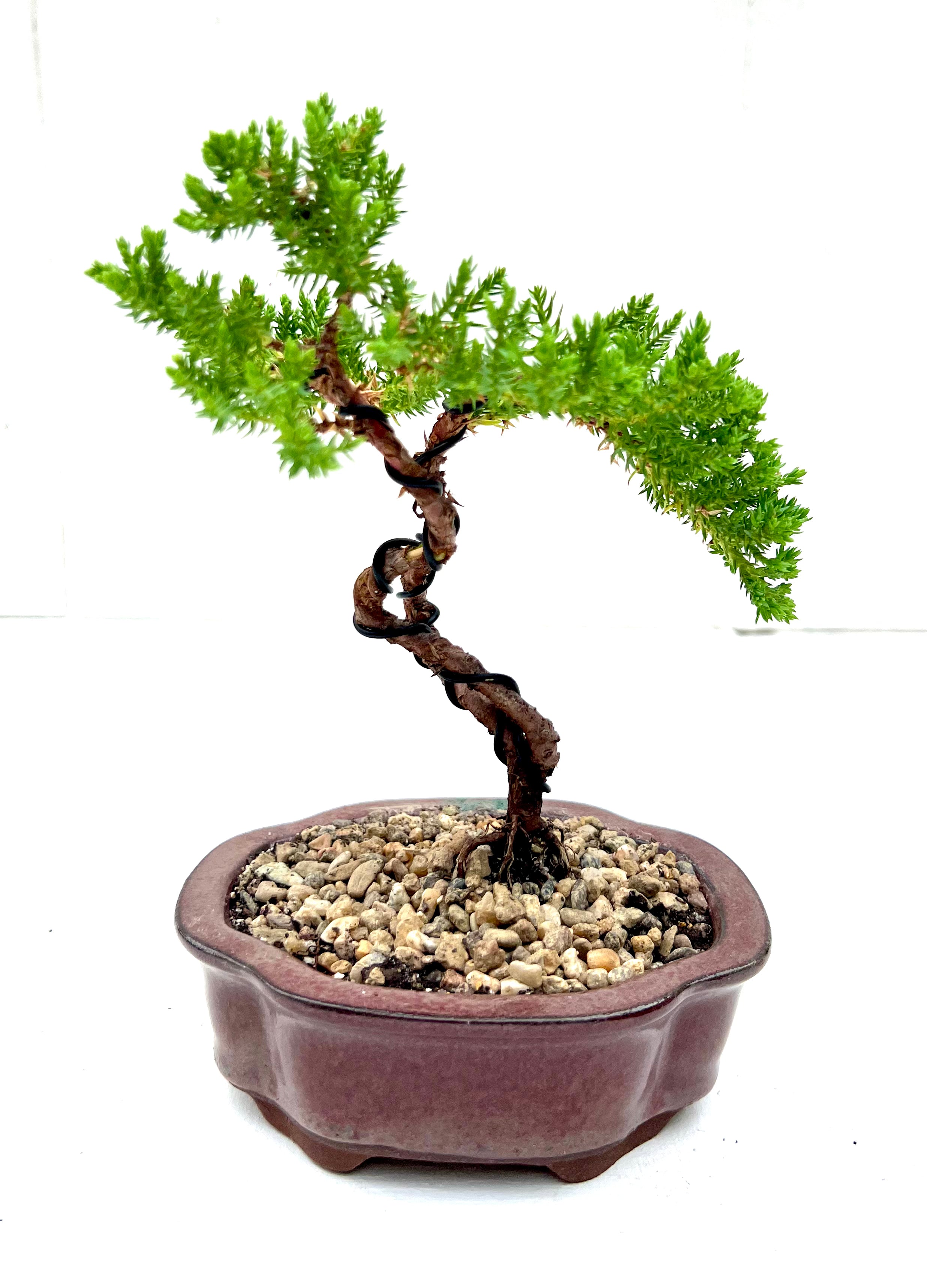 Juniper Bonsai (2019)