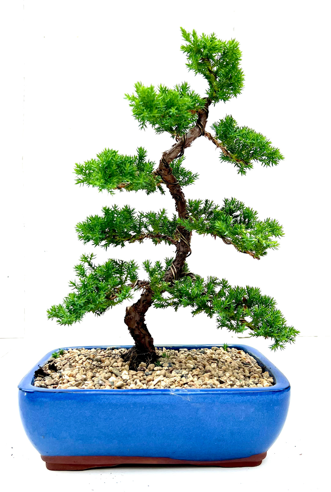 Juniper Bonsai (2009)