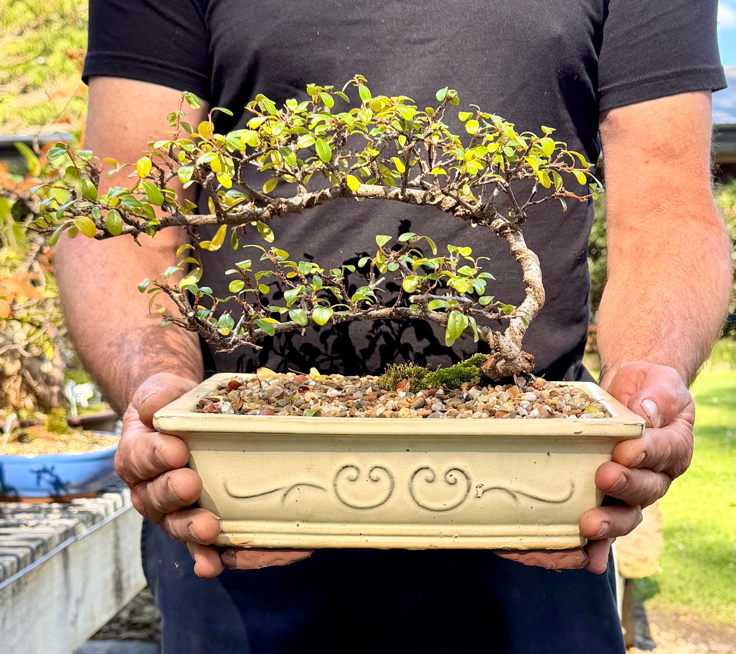 Japanese Rockspray Bonsai (2015)
